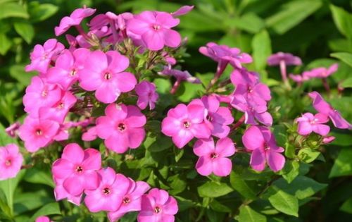 喜歡養(yǎng)護(hù)花卉,就養(yǎng)護(hù) 五顏六色 的美女櫻,開花量繁多,舒心 肥料