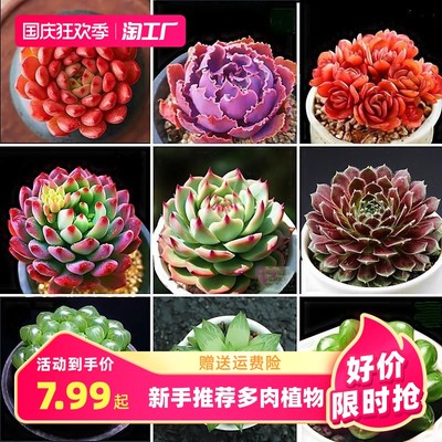當前網(wǎng)購流行產品