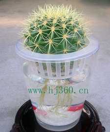 水培花卉--仙人球--金琥_世界工廠網(wǎng)中國產品信息庫
