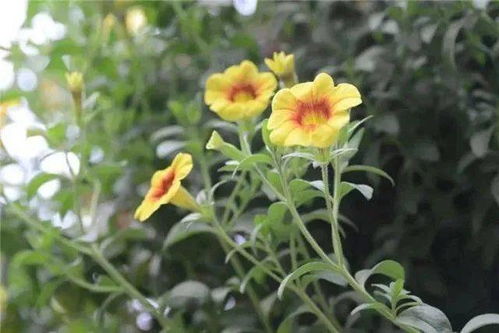 19元起 北京豐臺(tái)世界花卉大觀園2000種植物與你邂逅