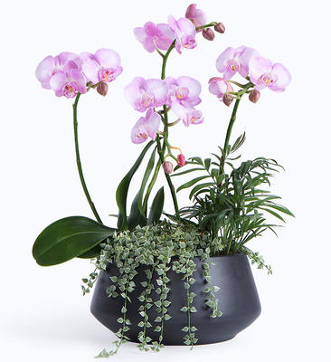蝴蝶蘭葉子裂開是怎么回事,花卉養(yǎng)護(hù)_花卉盆栽養(yǎng)護(hù)知識(shí)_養(yǎng)花