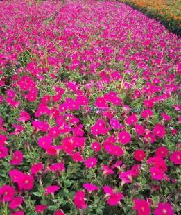 供應(yīng)矮牽牛、矮牽牛種植基地、矮牽牛價格---麗穎花卉_農(nóng)副產(chǎn)品_世界工廠網(wǎng)中國產(chǎn)品信息庫
