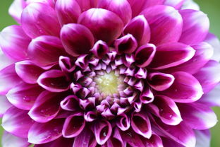 花卉,性質(zhì),嬌琴紗,復(fù)活節(jié),白