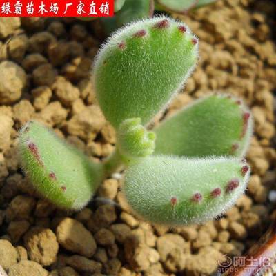 【綠霸苗木場熊童子多肉植物防輻射凈化氣空室內(nèi)陽臺綠植盆栽花卉】沭陽縣新河鎮(zhèn)新槐居委會綠霸苗木場 - 產(chǎn)品庫