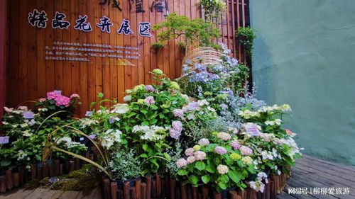 仙氣飄飄, 迎亞運 紫陽記憶 八仙花展驚艷亮相吳山城隍閣
