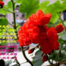  金如意裘革制品公司 主營 毛領 毛條 毛球 盤