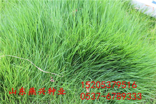 湖北神農架林區(qū)護坡草籽多少錢一斤