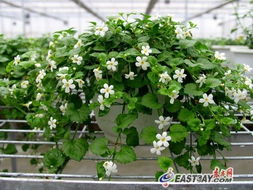 臺灣花卉貴州綻放 落地培育促農民增收致富