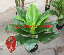 廣州盛庭廠家批發(fā)仿真植物室內綠植裝飾仿真花卉客廳盆栽75cm高仿真白掌小盆栽廠家價格 廣州盛庭廠家批發(fā)仿真植物室內綠植裝飾仿真花卉客廳盆栽75cm高仿真白掌小盆栽圖片