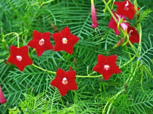 6月二十三日開始,家養(yǎng)此款花卉,開花量大 花期長