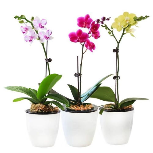 精品大花蝴蝶蘭花苗盆栽植物室內(nèi)蘭花花卉綠植盆景