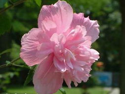 花卉世界網(wǎng) 江蘇沭陽縣豪門花木園藝中心產(chǎn)品展示