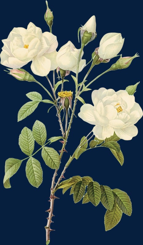 花卉插畫花卉畫 白玫瑰圖片免摳png素材免費下載,圖片編號117333_搜圖中國,soutu123.cn