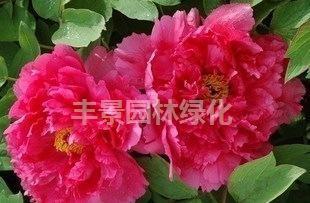 盆栽花卉 精品牡丹 大紅寶珠→內(nèi)實(shí)物圖選購(gòu)2年苗