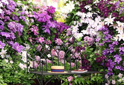 新手養(yǎng)護(hù)花卉,就養(yǎng)護(hù)花中精品,輕松爬滿(mǎn)墻,花朵大又好看 生活