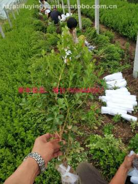 【山東工廠(chǎng)綠化公司綠化常用植物企業(yè)綠化植物報(bào)價(jià)批發(fā)采購(gòu)綠化常用苗木瓜子黃楊】綠化專(zhuān)用,價(jià)格,廠(chǎng)家,供應(yīng)商,花木,青州市茗茜花卉苗木專(zhuān)業(yè)合作社 - 產(chǎn)品庫(kù)