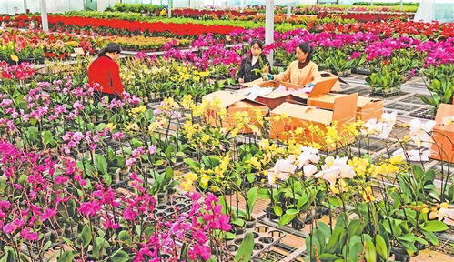 臨夏縣 冬日鮮花產(chǎn)銷(xiāo)兩旺