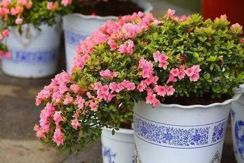 又到周末,推薦幾種過年期間開花的吉祥花卉