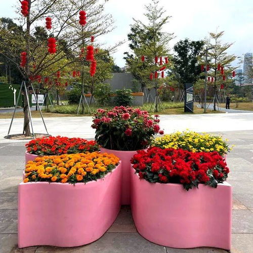 新春走基層 廣州天河 精品花帶花境等你來打卡