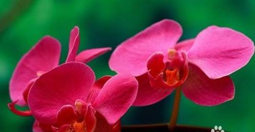 相約馨怡花卉園,共賞多彩蝴蝶蘭