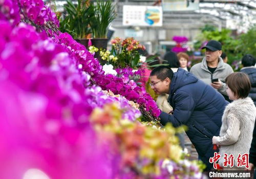 新春走基層 烏魯木齊 市民選購花卉為新春添彩