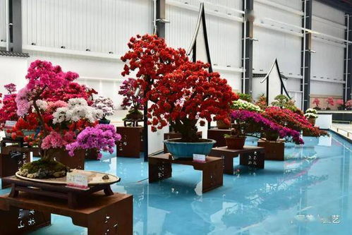 十里杜鵑迎八方來客 第十七屆中國杜鵑花展覽會在江蘇常州開幕 動態(tài)