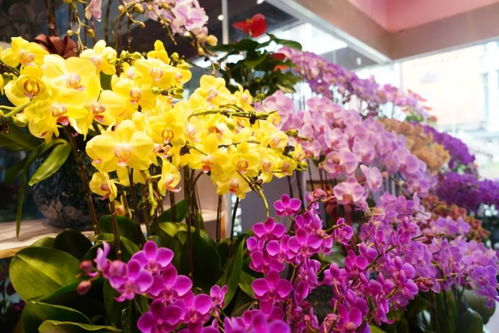閔行這兩個花卉市場,涵蓋高端 平價產品,快去逛逛吧